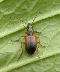 Attēlu rezultāti vaicājumam “Anchomenus dorsalis”