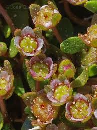 Attēlu rezultāti vaicājumam “Elatinaceae”