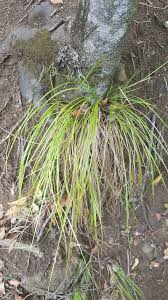 Attēlu rezultāti vaicājumam “Carex caryophyllea fruit”
