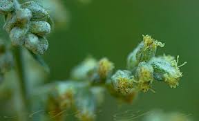 Attēlu rezultāti vaicājumam “Artemisia vulgaris bud”