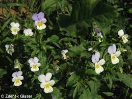 Attēlu rezultāti vaicājumam “Viola tricolor leaf”