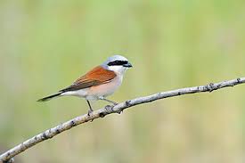 Attēlu rezultāti vaicājumam “Lanius collurio male”