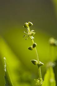 Attēlu rezultāti vaicājumam “Mercurialis perennis bud”