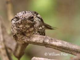 Attēlu rezultāti vaicājumam “Caprimulgus europaeus egg”
