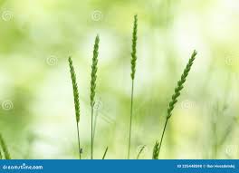 Attēlu rezultāti vaicājumam “Cynosurus cristatus fruit”