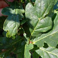 Attēlu rezultāti vaicājumam “Quercus robur Fastigiata leaf”