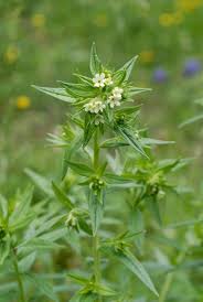 Attēlu rezultāti vaicājumam “Lithospermum officinale flower”