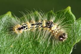 Attēlu rezultāti vaicājumam “Moma alpium”