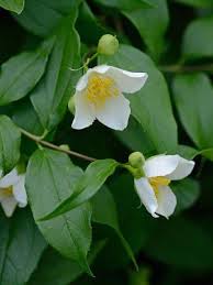 Attēlu rezultāti vaicājumam “Philadelphus coronarius”