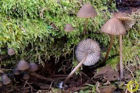 Attēlu rezultāti vaicājumam “Mycena stipata”