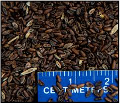 Attēlu rezultāti vaicājumam “Plantago lanceolata fruit”