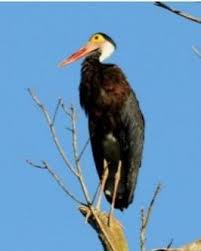 Attēlu rezultāti vaicājumam “Ciconiiformes”