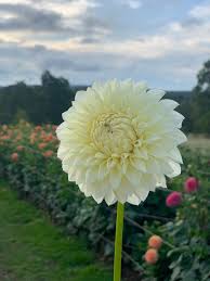 Image result for Dahlia `Snowflake`