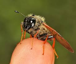 Attēlu rezultāti vaicājumam “Trichiosoma”
