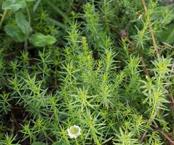 Attēlu rezultāti vaicājumam “Galium verum leaf”