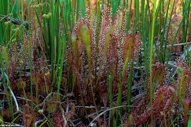 Attēlu rezultāti vaicājumam “Drosera anglica”