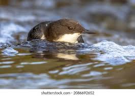 Attēlu rezultāti vaicājumam “Cinclus cinclus”