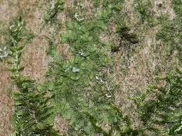 Attēlu rezultāti vaicājumam “Radula complanata”