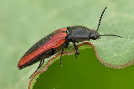 Attēlu rezultāti vaicājumam “Ampedus sanguinolentus”