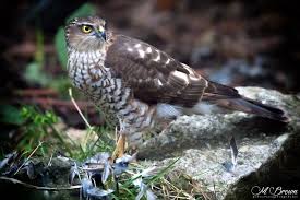 Attēlu rezultāti vaicājumam “Accipiter nisus female”