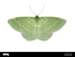 Attēlu rezultāti vaicājumam “Chlorissa viridata”