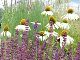 Attēlu rezultāti vaicājumam “Salvia nemorosa fruit”