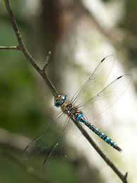 Attēlu rezultāti vaicājumam “Aeshna mixta male”