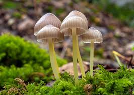 Attēlu rezultāti vaicājumam “Mycena epipterygia”