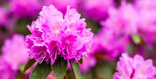 Attēlu rezultāti vaicājumam “rhododendron”