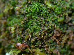 Attēlu rezultāti vaicājumam “Cephalozia catenulata”