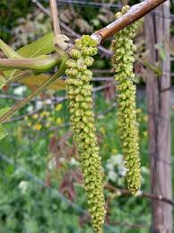 Attēlu rezultāti vaicājumam “Juglans x sinensis leaf”