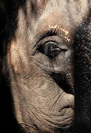 Image result for sad elephant
