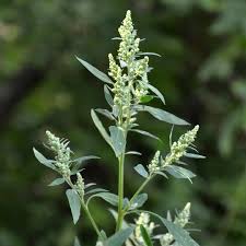 Attēlu rezultāti vaicājumam “Chenopodium album flower”