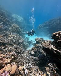 Image result for Three Seas Diving