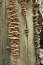 Attēlu rezultāti vaicājumam “Gloeophyllum trabeum”