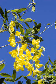 Image result for Laburnum anagyroides