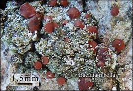 Attēlu rezultāti vaicājumam “Bacidia rubella”