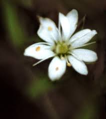 Attēlu rezultāti vaicājumam “Stellaria crassifolia”