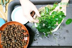 「銅錢草」的圖片搜尋結果