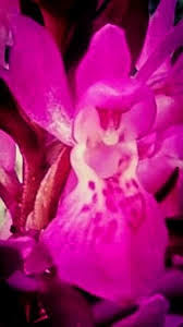 Attēlu rezultāti vaicājumam “Dactylorhiza russowii bud”