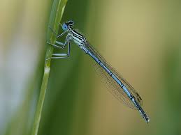 Attēlu rezultāti vaicājumam “Platycnemis pennipes female”