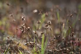 Attēlu rezultāti vaicājumam “Juncus capitatus”