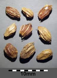 Attēlu rezultāti vaicājumam “Sparganium neglectum fruit”