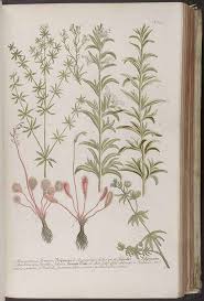 Attēlu rezultāti vaicājumam “Drosera rotundifolia leaf”