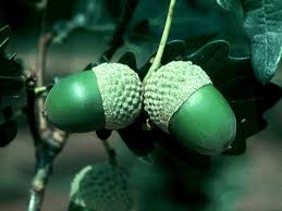 Attēlu rezultāti vaicājumam “Quercus robur fruit”