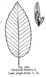 Attēlu rezultāti vaicājumam “Carpinus betulus leaf”