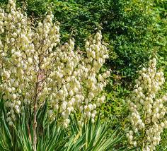 Attēlu rezultāti vaicājumam “Milium effusum flower”