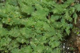 Attēlu rezultāti vaicājumam “Schistidium robustum sporophyte”