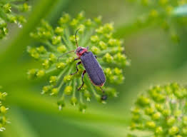 Attēlu rezultāti vaicājumam “Cantharis rustica imago”
