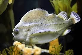 Image result for Cyclopterus lumpus